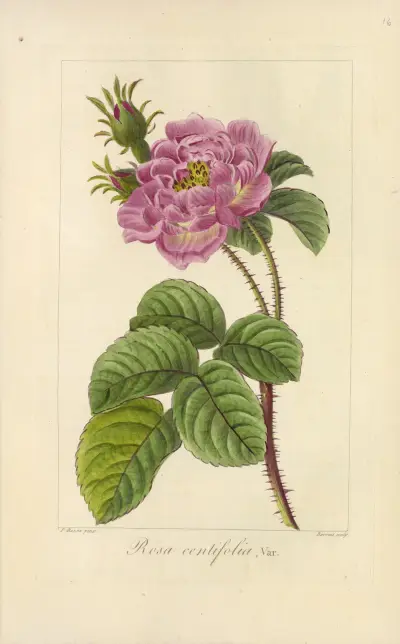 Rosa centifolia, Jean Claude Michel Mordant de Launay