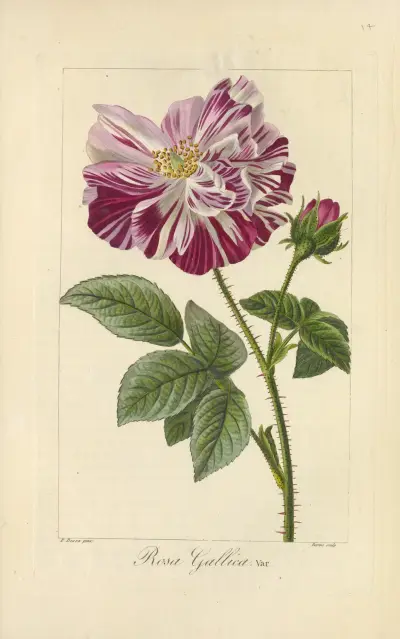 Rosa gallica, Jean Claude Michel Mordant de Launay