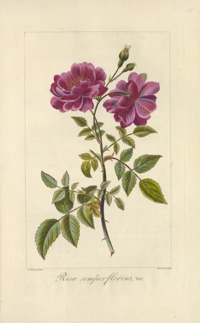 Rosa semperflorens av Jean Claude Michel Mordant de Launay
