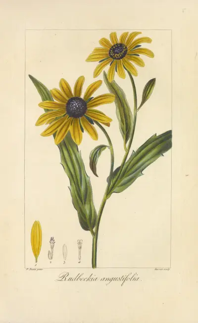 Rudbeckia angustifolia, Jean Claude Michel Mordant de Launay