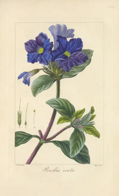 Ruellia ovata av Jean Claude Michel Mordant de Launay