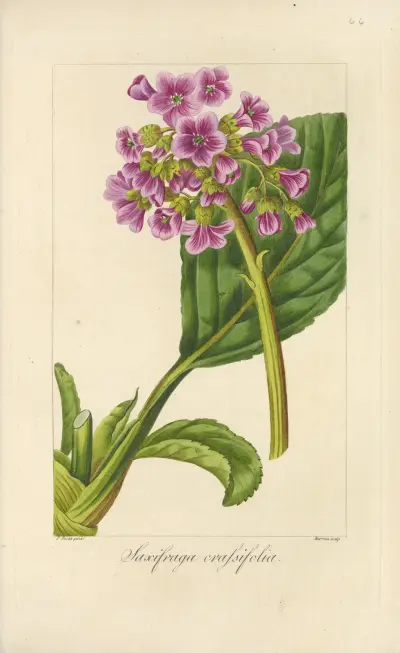 Saxifraga crassifolia, Jean Claude Michel Mordant de Launay