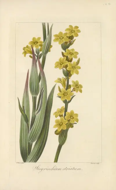 Sisyrinchium striatum av Jean Claude Michel Mordant de Launay