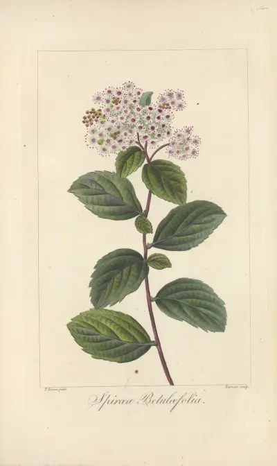 Spiræa betulæfolia av Jean Claude Michel Mordant de Launay