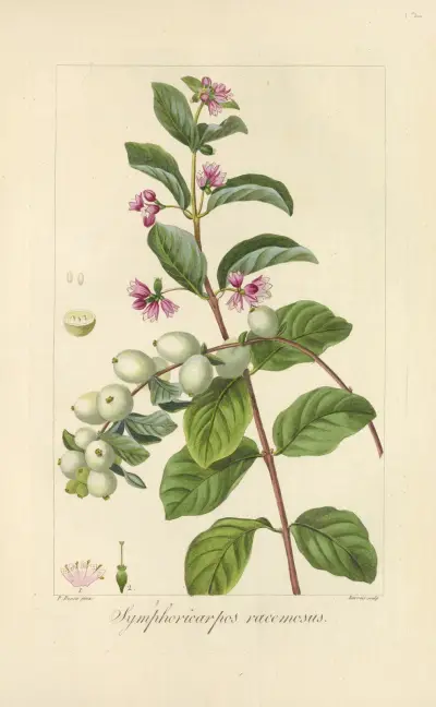 Symphoricarpos racemosus av Jean Claude Michel Mordant de Launay
