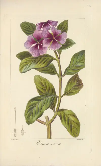 Vinca rosea, Jean Claude Michel Mordant de Launay