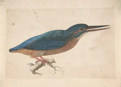 A Kingfisher on a Branch av Jacques Le Moyne de Morgues