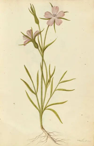 Agrostemma githago. Corn cockle av Jacques Le Moyne de Morgues