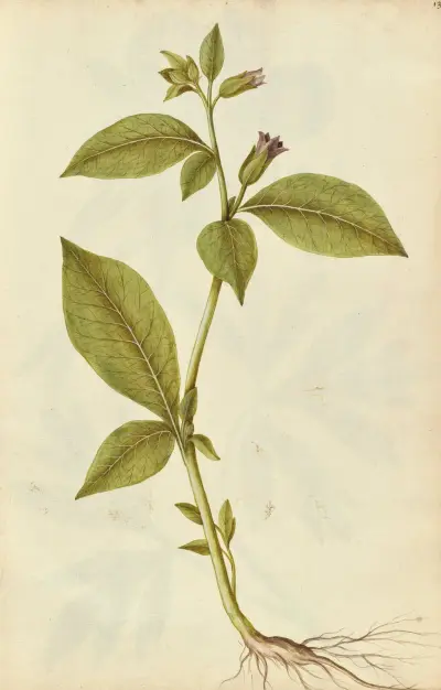 Atropa belladonna. Deadly nightshade av Jacques Le Moyne de Morgues