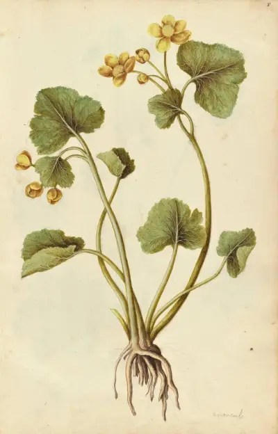 Caltha palustris. Kingcup av Jacques Le Moyne de Morgues