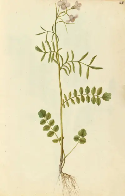 Cardamine pratensis. Gilliflower or milkmaids av Jacques Le Moyne de Morgues