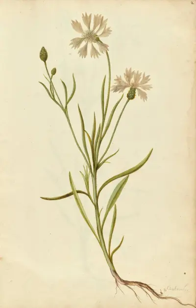 Centaurea cyanus. Cornflower av Jacques Le Moyne de Morgues