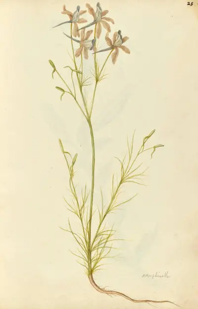 Consolida ambigua. Larkspur av Jacques Le Moyne de Morgues