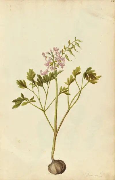 Corydalis solida av Jacques Le Moyne de Morgues