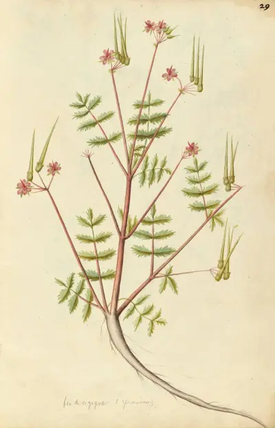 Erodium cicutarium. Common stork’s bill av Jacques Le Moyne de Morgues