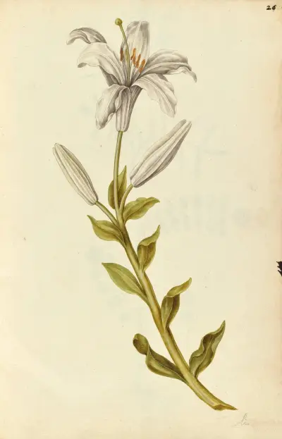 Lilium candidum. Lily av Jacques Le Moyne de Morgues