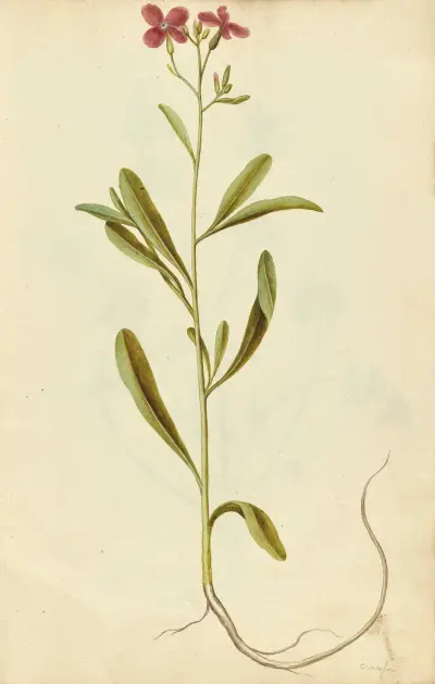 Matthiola incana. Stock av Jacques Le Moyne de Morgues
