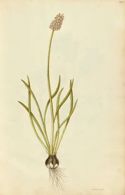 Muscari botryoides. Grape hyacinth av Jacques Le Moyne de Morgues