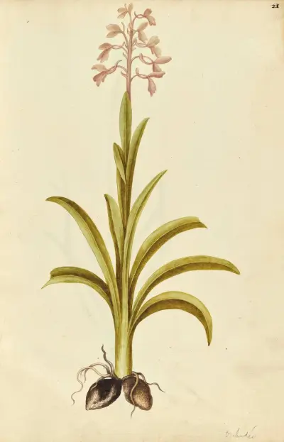 Orchis mascula (possibly Orchis laxiflora). Early purple orchid av Jacques Le Moyne de Morgues