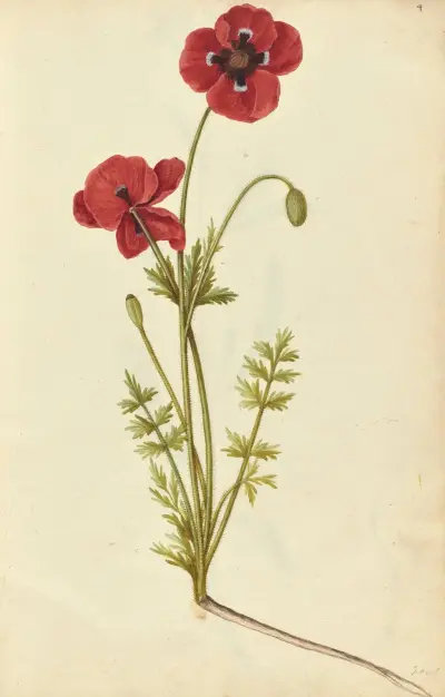 Papaver rhoeas. Field poppy av Jacques Le Moyne de Morgues
