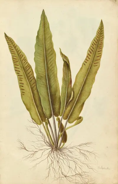 Phyllitis scolopendium. Hart’s tongue fern av Jacques Le Moyne de Morgues