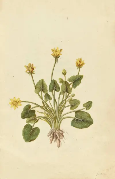 Ranunculus ficaria. Lesser celandine av Jacques Le Moyne de Morgues