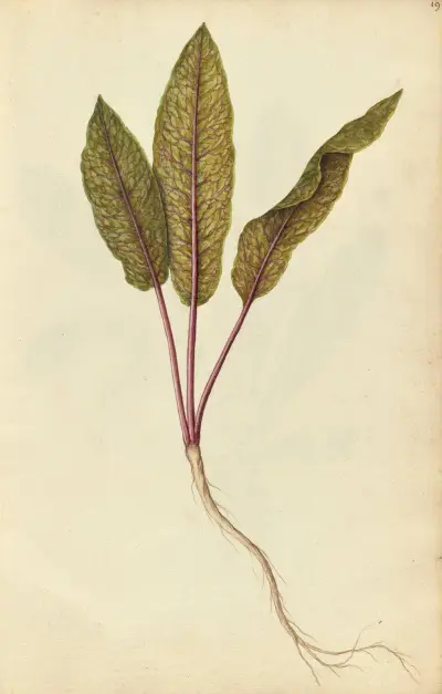 Rumex sanguinius var. sanguinius. Blood dock av Jacques Le Moyne de Morgues
