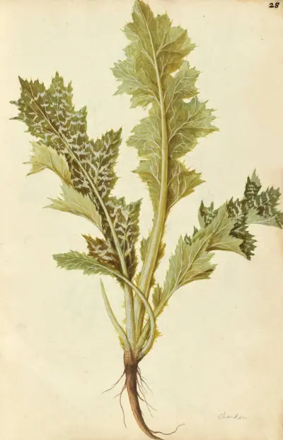 Silybum marianum. Milk thistle av Jacques Le Moyne de Morgues