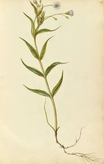 Stellaria holostea. Stitchwort av Jacques Le Moyne de Morgues