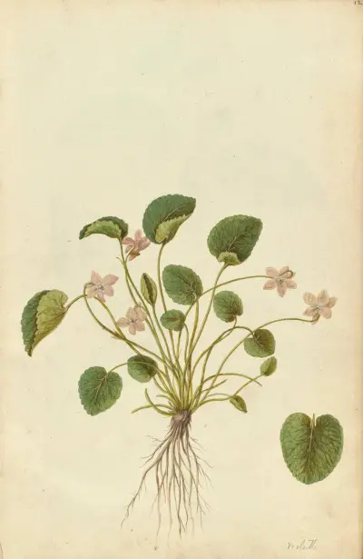 Viola odorata. Sweet violet av Jacques Le Moyne de Morgues