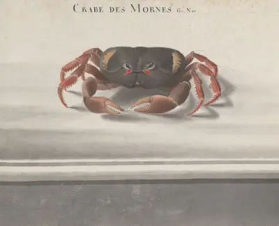 Natural history of Saint Domingue Pl.122 av René de Rabié