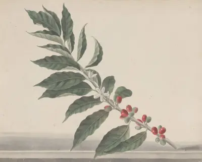 Natural history of Saint Domingue Pl.134 av René de Rabié