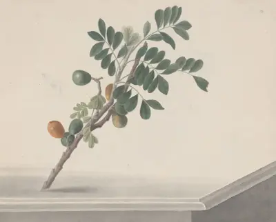 Natural history of Saint Domingue Pl.143 av René de Rabié