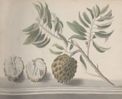 Natural history of Saint Domingue Pl.153 av René de Rabié