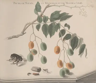 Natural history of Saint Domingue Pl.158 av René de Rabié