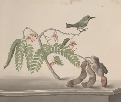 Natural history of Saint Domingue Pl.159 av René de Rabié