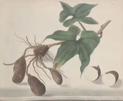 Natural history of Saint Domingue Pl.160 av René de Rabié