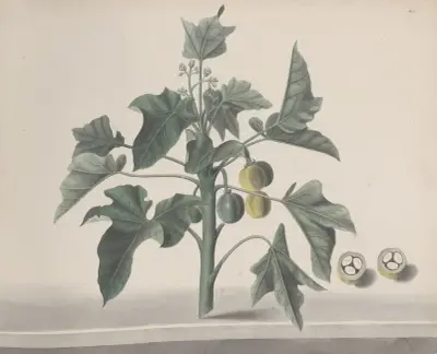 Natural history of Saint Domingue Pl.172 av René de Rabié
