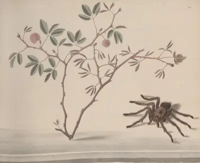 Natural history of Saint Domingue Pl.175 av René de Rabié