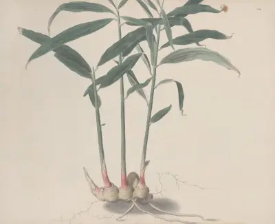 Natural history of Saint Domingue Pl.176 av René de Rabié