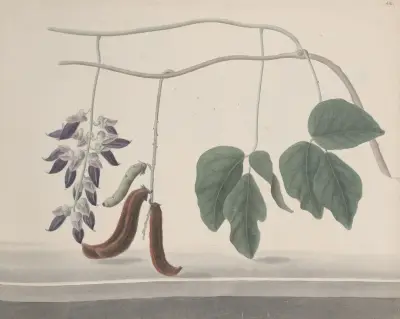 Natural history of Saint Domingue Pl.180 av René de Rabié