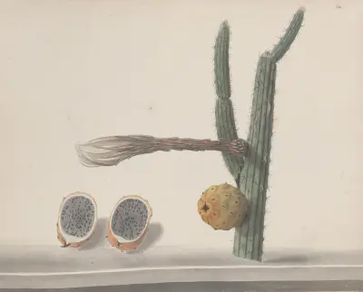 Natural history of Saint Domingue Pl.182 av René de Rabié