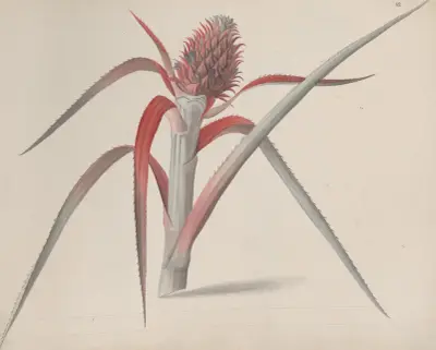 Natural history of Saint Domingue Pl.184 av René de Rabié
