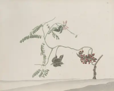Natural history of Saint Domingue Pl.188 av René de Rabié