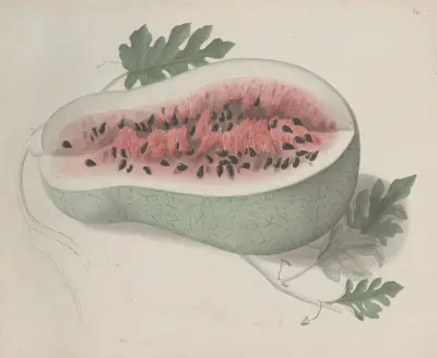 Natural history of Saint Domingue Pl.190 av René de Rabié