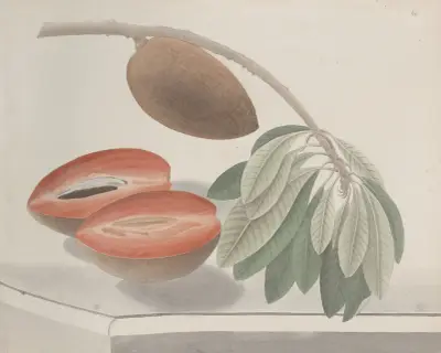 Natural history of Saint Domingue Pl.191 av René de Rabié