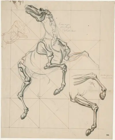 Anatomische studies v.e. steigerend paard: met tekst av David Humbert de Superville
