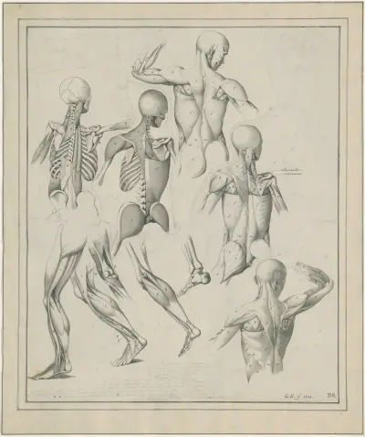 Diverse anatomische tekeningen: skelet, spieren, etc av David Humbert de Superville