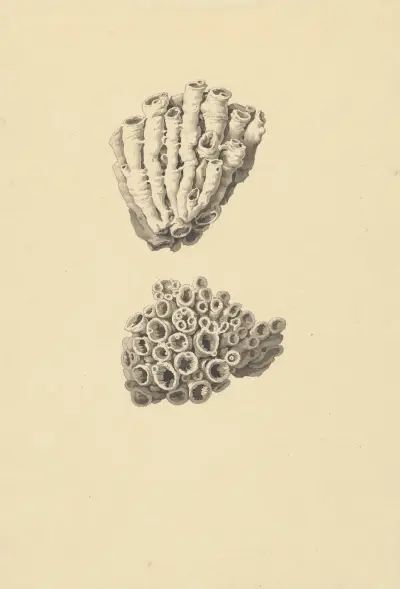 Fossil (korall): med detaljvyer av David Humbert de Superville
