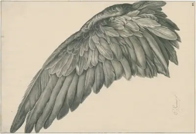 Vogelvlerk (rechter-vleugel) ‘ad vivum’ av David Humbert de Superville